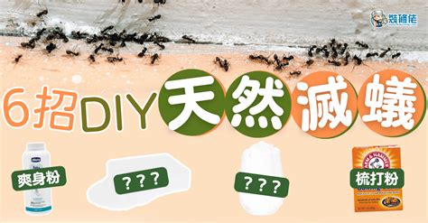 家中有蟻|【滅蟻方法】屋企有蟻？教你2步輕鬆滅蟻＋防蟻方法！ 